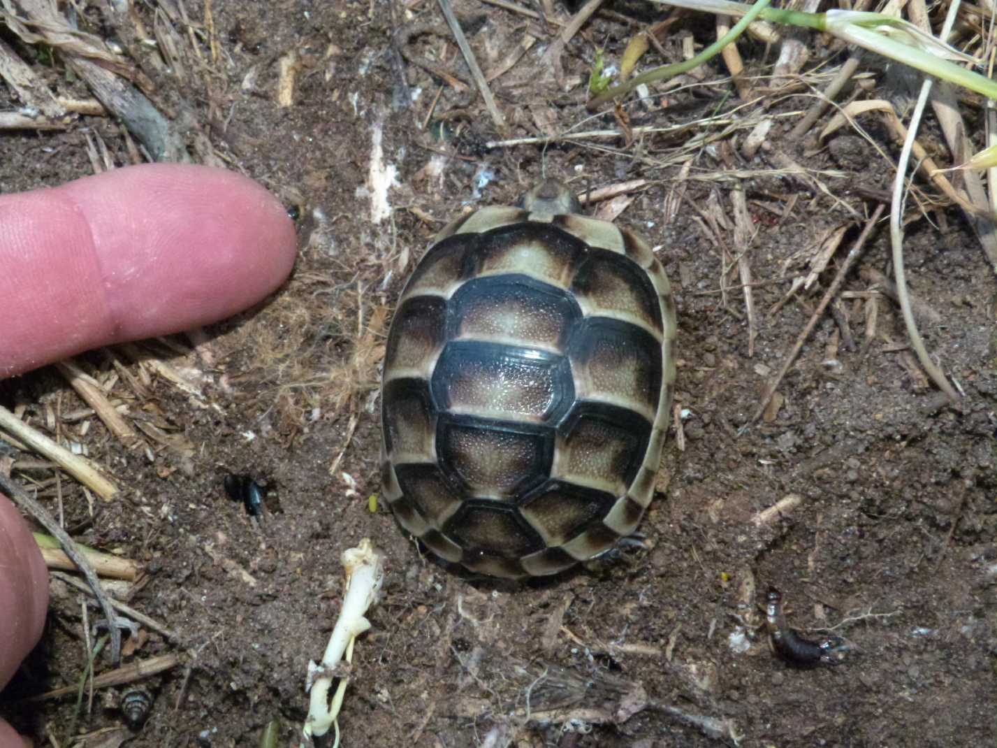 Tartarughina sarda